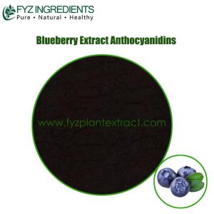 blueberry extract anthocyanidins